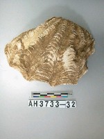 藏品(貝殼)的圖片